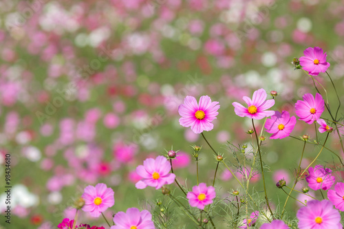 コスモスの花 © TOMO