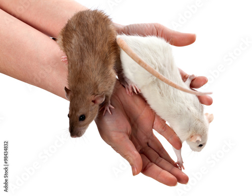 White and brown rats on hands