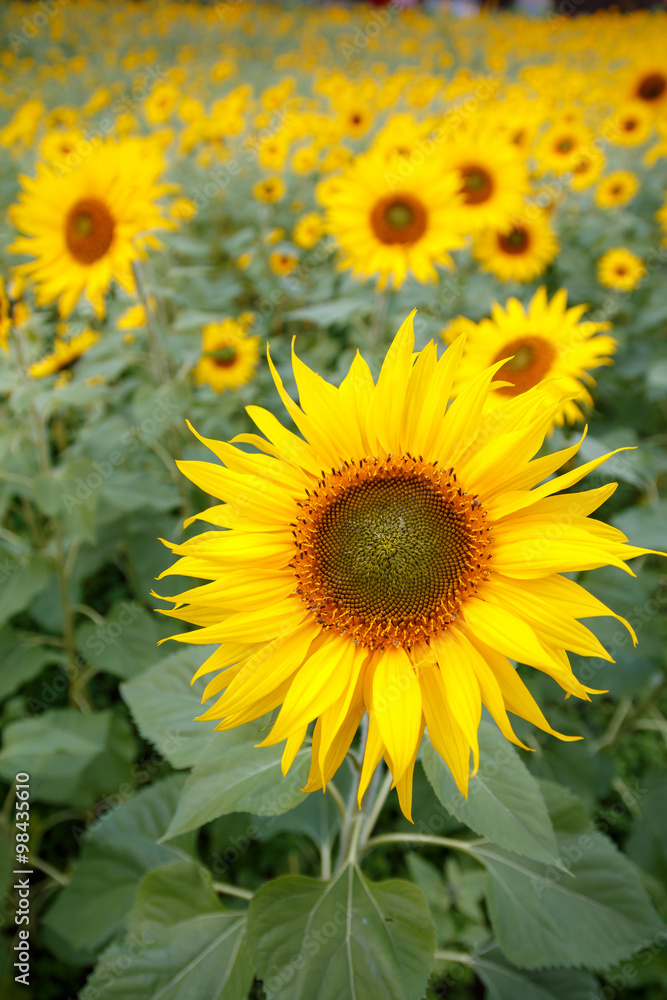 向日葵の花