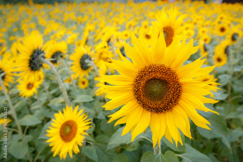 Naklejka premium 向日葵の花