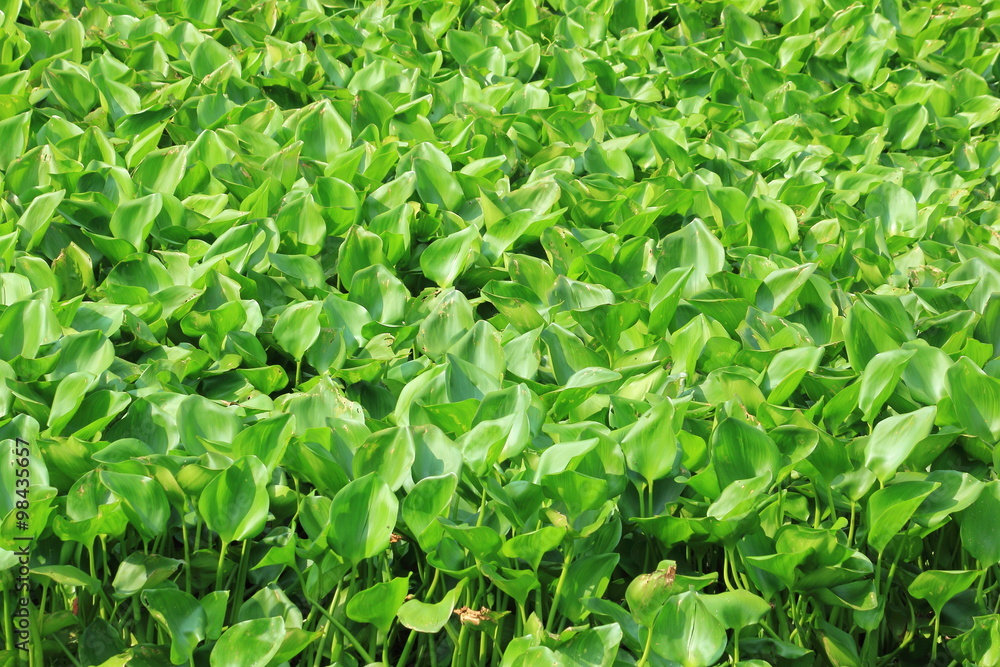 environment problem from water hyacinth environment problem from water hyacinth