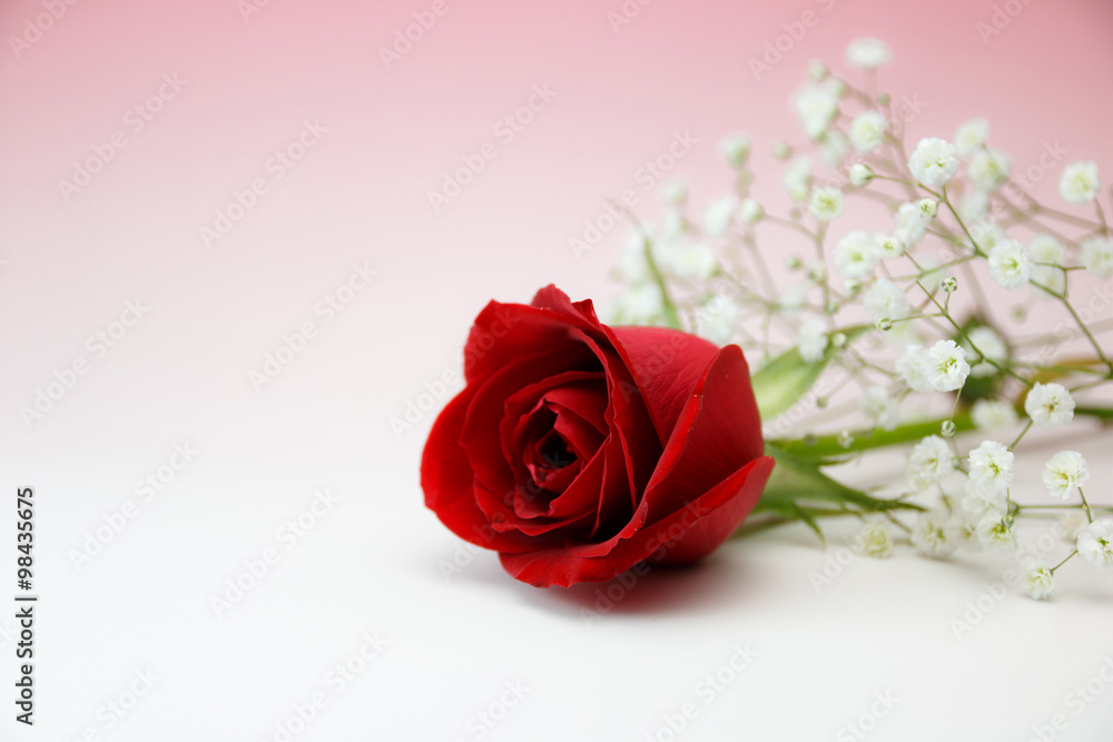 Fototapeta premium 薔薇の花