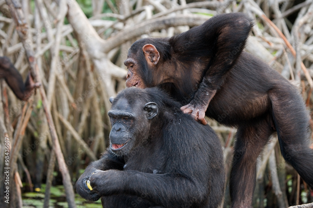 Group chimpanzee sitting on mangrove branches. Republic of the Congo. Conkouati-Douli Reserve. An excellent illustration. Group chimpanzee sitting on mangrove branches. Republic of the Congo. Conkouati-Douli Reserve. An excellent illustration.