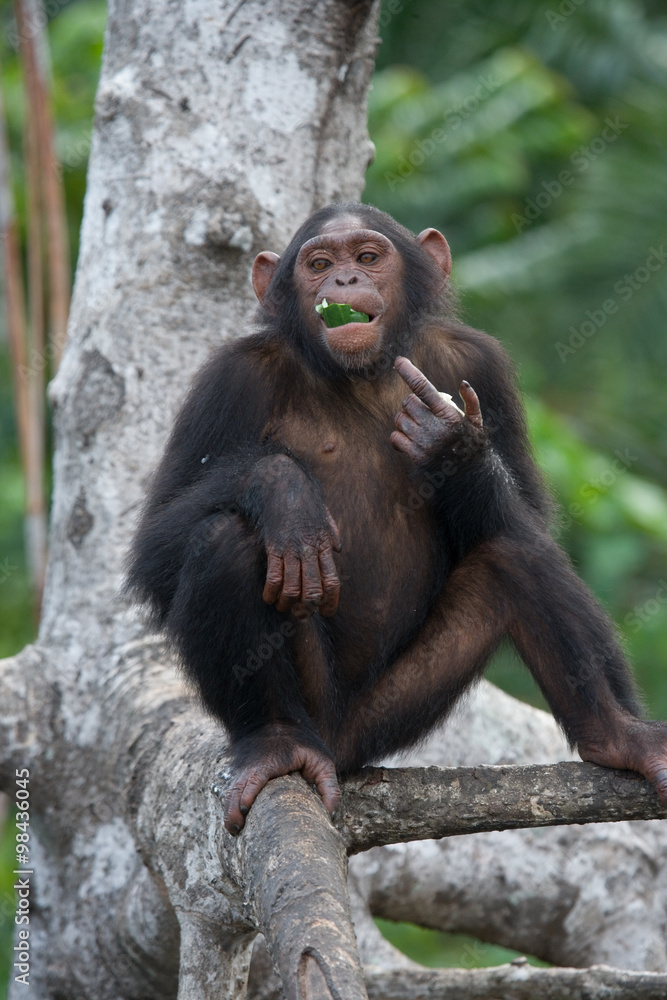 Chimpanzee on mangrove branches. Republic of the Congo. Conkouati-Douli Reserve. An excellent illustration. Chimpanzee on mangrove branches. Republic of the Congo. Conkouati-Douli Reserve. An excellent illustration.
