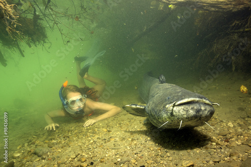 Germany, Bavaria, Girl diving with wels catfish, Silurus glandis, in river Alz photo