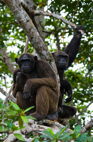 Group chimpanzee sitting on mangrove branches. Republic of the Congo. Conkouati-Douli Reserve. An excellent illustration.