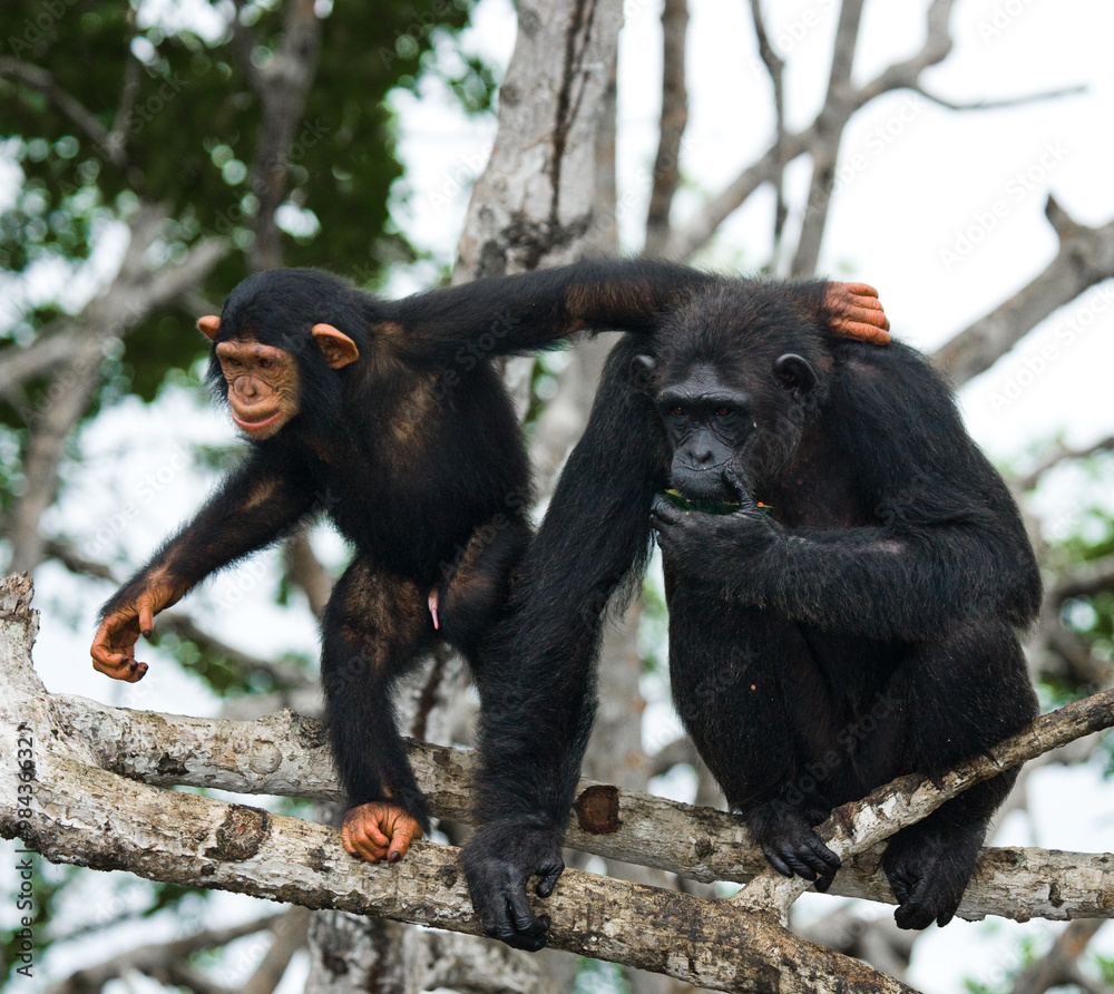 Fototapeta premium A female chimpanzee with a baby on mangrove trees. Republic of the Congo. Conkouati-Douli Reserve. An excellent illustration.