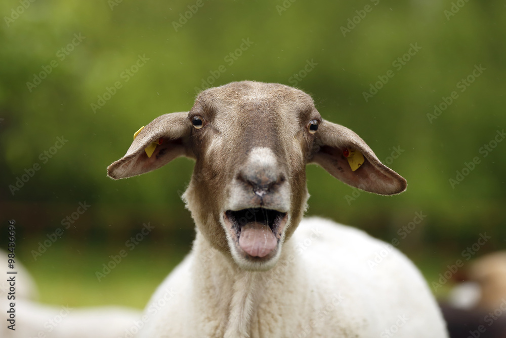 Bleating domestic sheep, Ovis orientalis aries Bleating domestic sheep, Ovis orientalis aries
