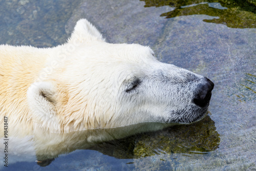 White Polar Bear Relaxing In Water