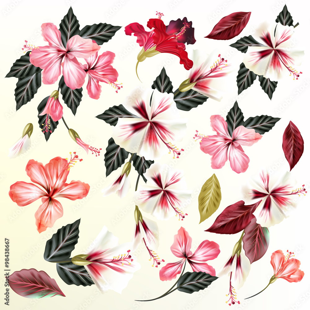 Beautiful collection of vector flowers