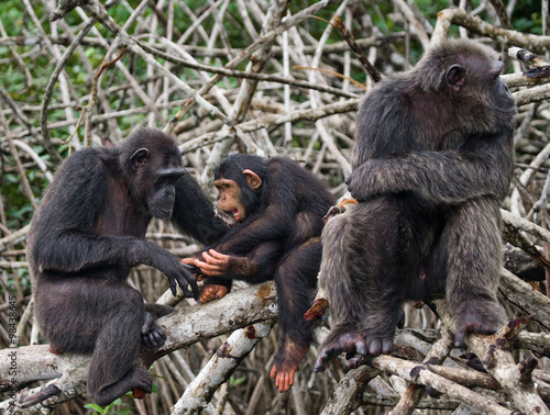 Group chimpanzee sitting on mangrove branches. Republic of the Congo. Conkouati-Douli Reserve. 
