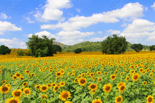 Field of blooming sunflowers near Khao Yai National Park in Thailand.