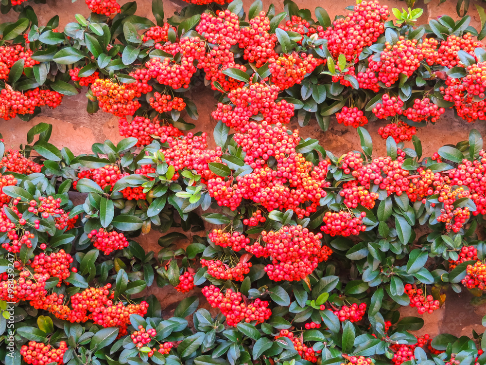 Naklejka premium Pyracantha coccinea, evergreen bush