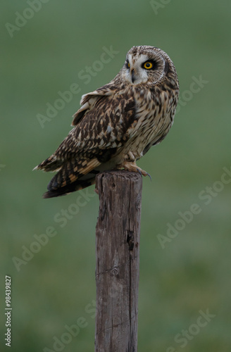Short eared owl on a pole