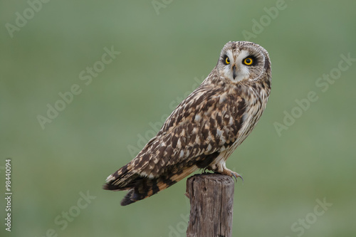 Short eared owl a pole