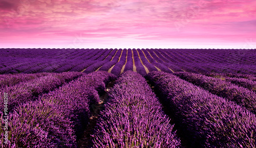 Fototapeta Naklejka Na Ścianę i Meble -  Lavender field Summer sunset landscape
