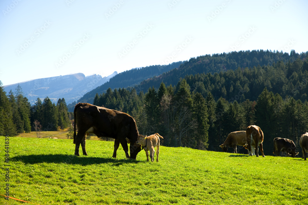 Kühe in den Alpen 