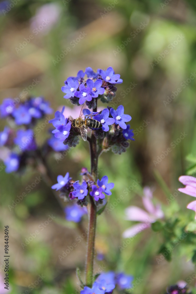 Fototapeta premium Flowers in Bulgaria, year 2014