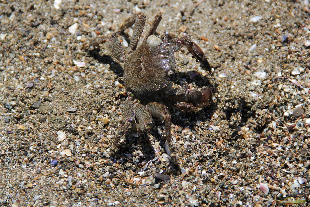 Crab on the sand, summer 2014