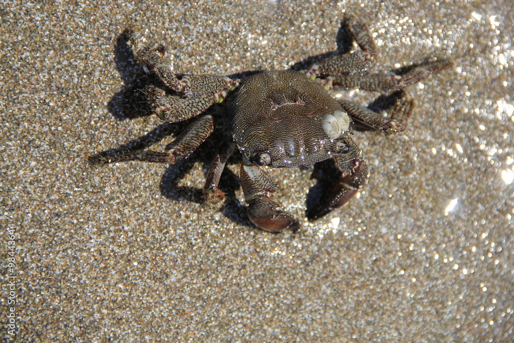 Crab on the sand, summer 2014