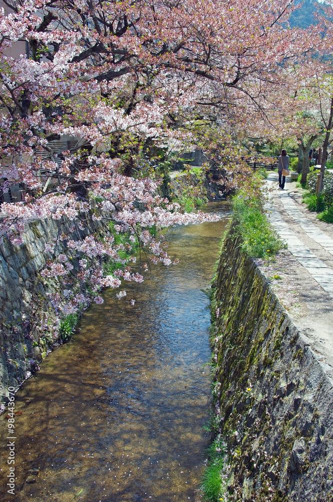 Philosopher's Walk, Kyoto, Japan