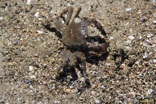 Crab on the sand  summer 2014