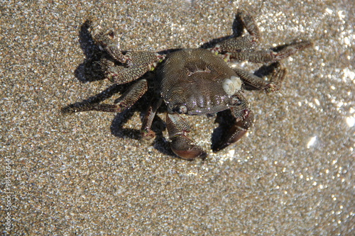 Crab on the sand  summer 2014