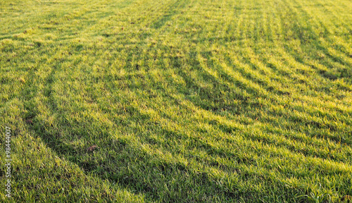 green field with lines of furrows under the crop