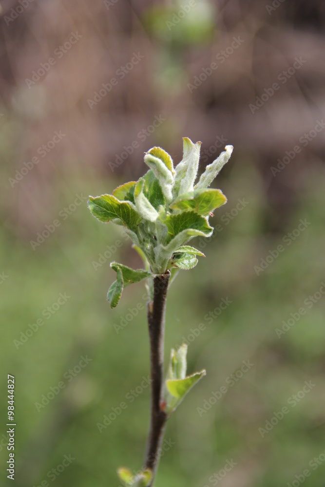 Fototapeta premium Spring Flowers in Moscow, year 2014