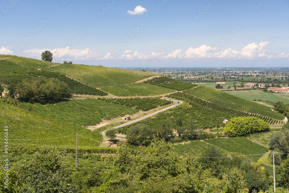 Vineyards in Oltrepo Pavese (Italy)