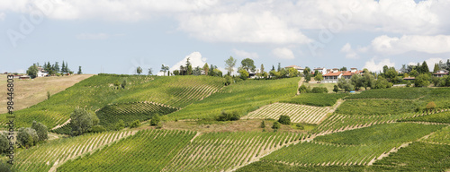 Vineyards in Oltrepo Pavese (Italy) © Claudio Colombo