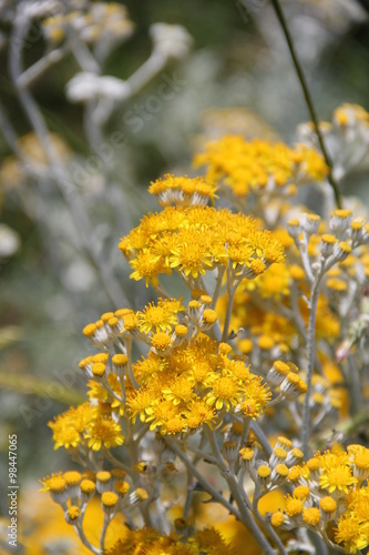 Flowers in Bulgaria, year 2014