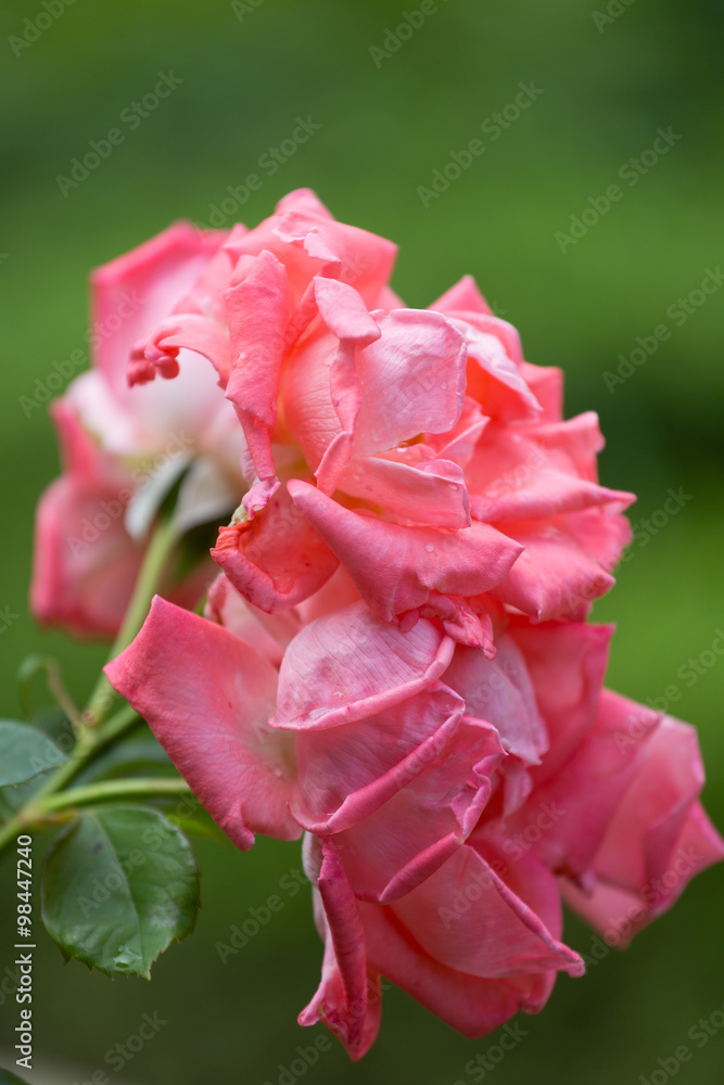 Fototapeta premium Blooming pink rose close-up on a green background, vertical frame