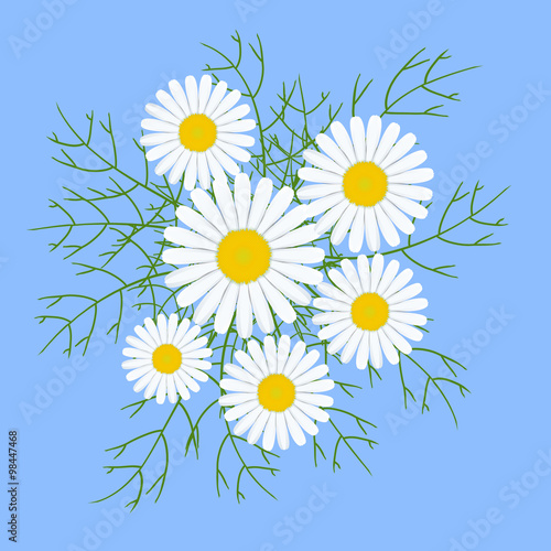 chamomile white flower. Vec...