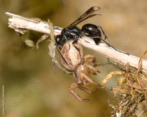 Spider-hunting wasp Priocnemis propinqua with paralysed spider prey
 photo