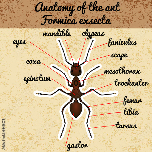 Insect anatomy. Sticker Formica exsecta. Sketch of ant.  Ant Design for coloring book. hand-drawn ant. Vector photo