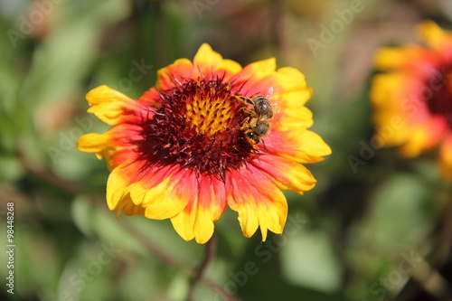 Flowers in Bulgaria  year 2014