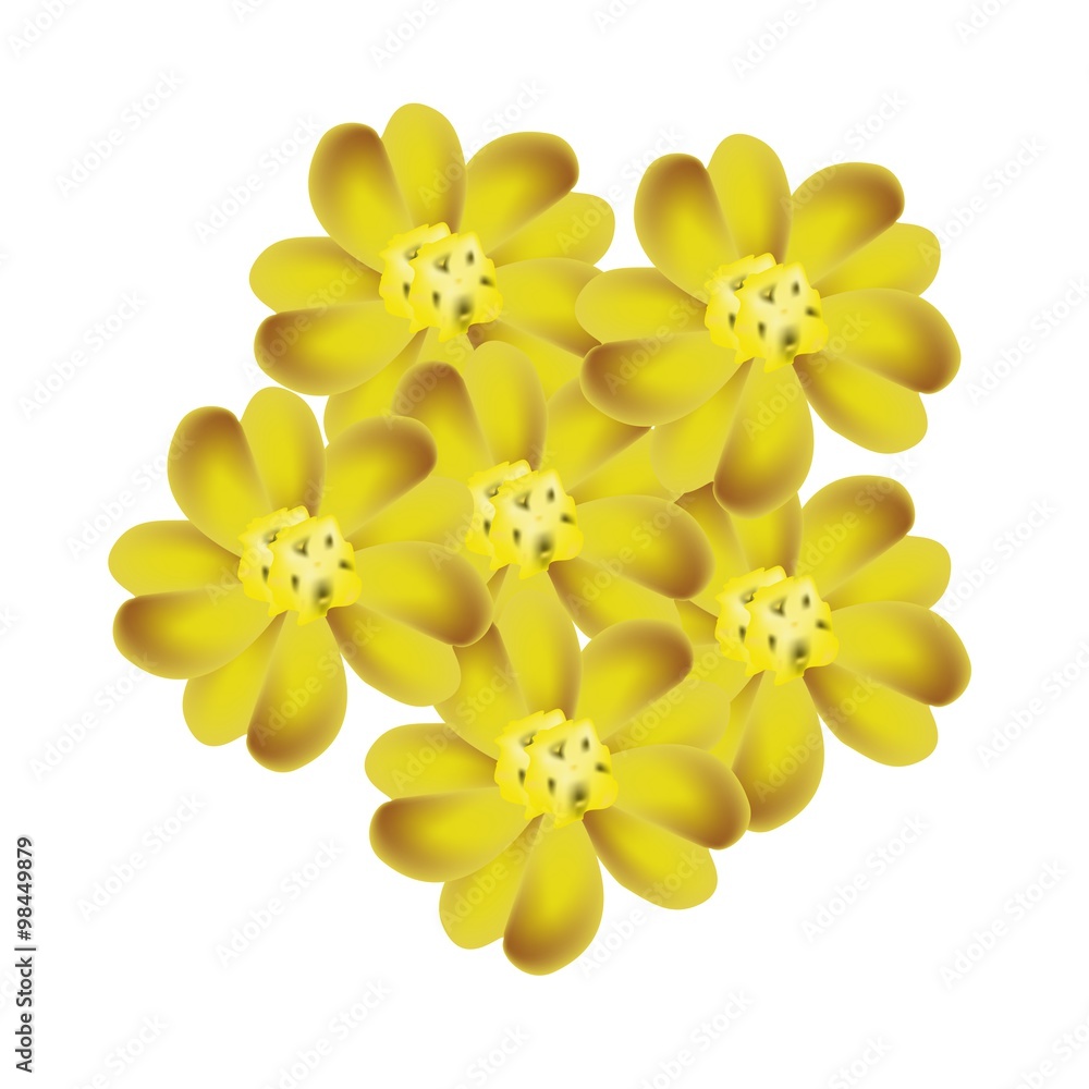 Yellow Yarrow Flowers or Achillea Millefolium Flowers Yellow Yarrow Flowers or Achillea Millefolium Flowers
