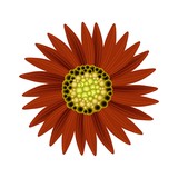 Elegant Perfect Red Sunflower on White Background