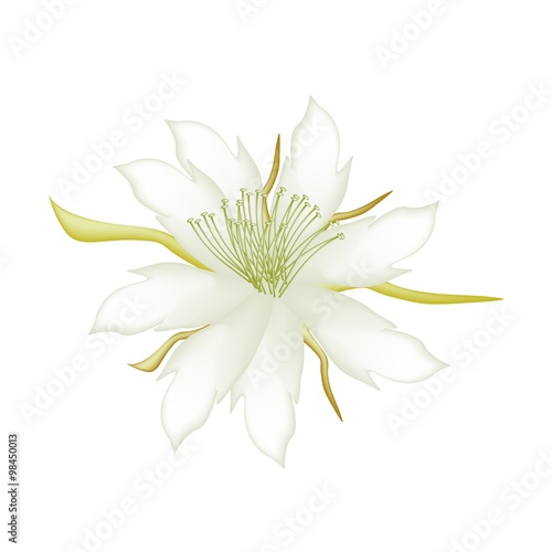 White Equiphyllum Flowers on A White Background