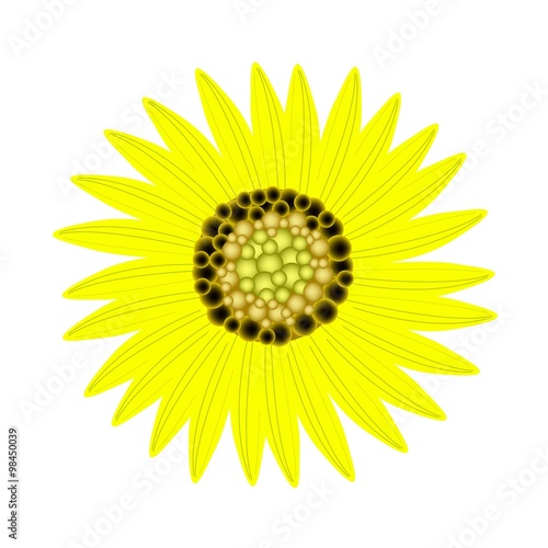 Elegant Perfect Yellow Sunflower on White Background