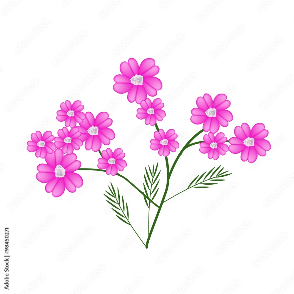 Blossoming of Pink Yarrow Flowers or Achillea Millefolium Flowers