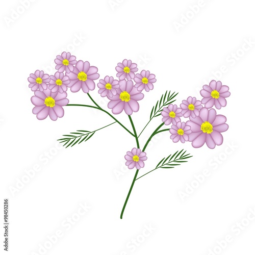 Blossoming of Pink Yarrow Flowers or Achillea Millefolium Flowers