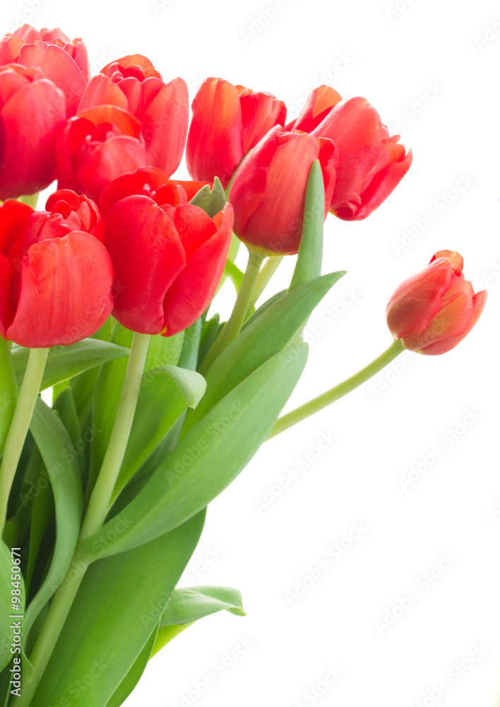Fototapeta premium fresh red tulip flowers