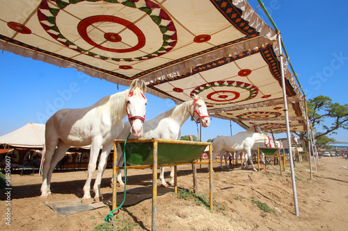 Foto Inde / Pushkar Camel Fair (Marwari horses market)