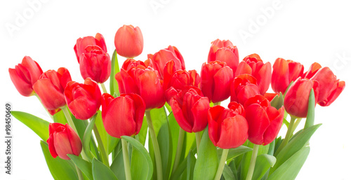 fresh red tulip flowers