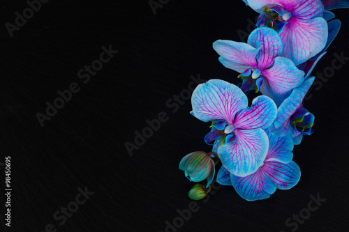 Fototapeta Naklejka Na Ścianę i Meble -  Bunch of violet orchids 