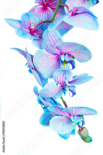 Fototapeta Naklejka Na Ścianę i Meble -  stem of blue orchids