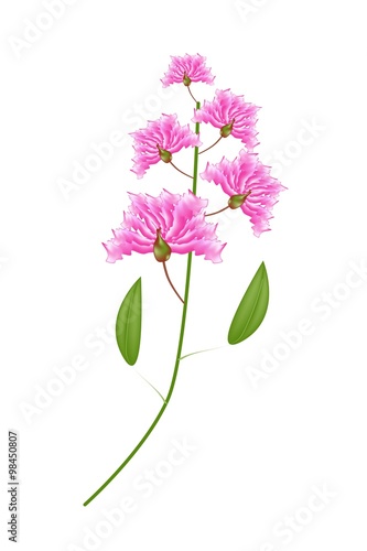 Bunch of Pink Crape Myrtle Flowers on White Background