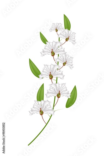 Bunch of White Crape Myrtle Flowers on White Background